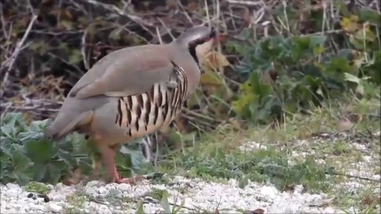 Corfu nature and wildlife
