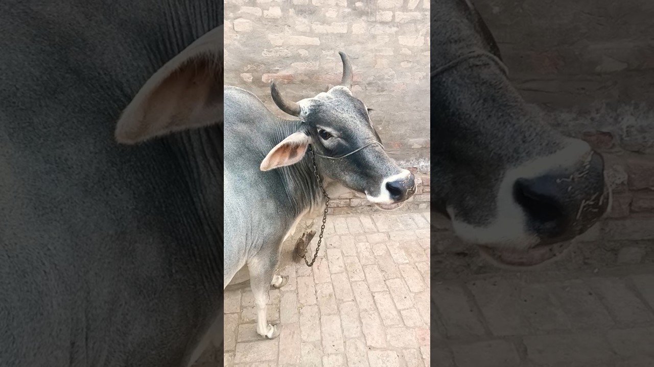 स्वदेश desi gay desi gay #cow