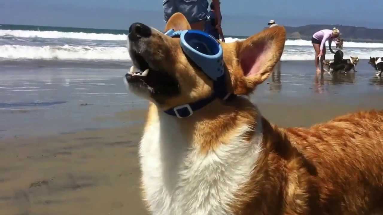 Soggy Corgis at Coronado Dog Beach