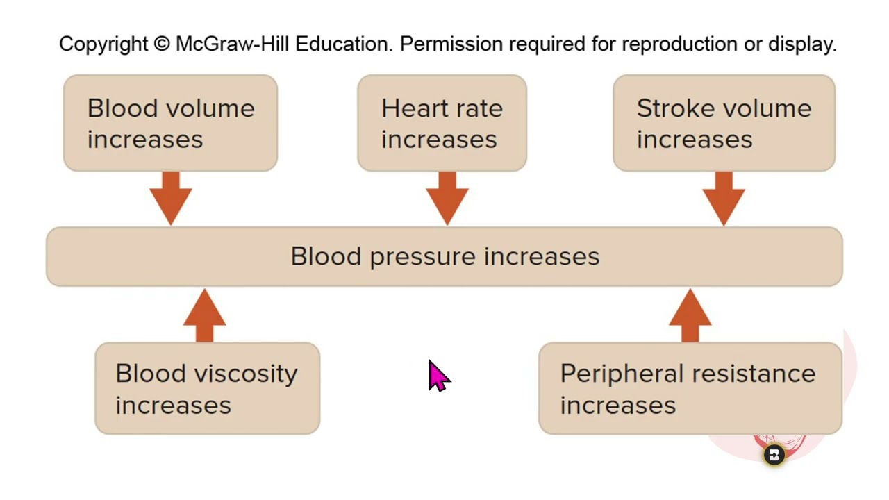 Cardiovascular Lecture Video 2- Blood Volume, Blood Pressure, Arteries vs. Veins