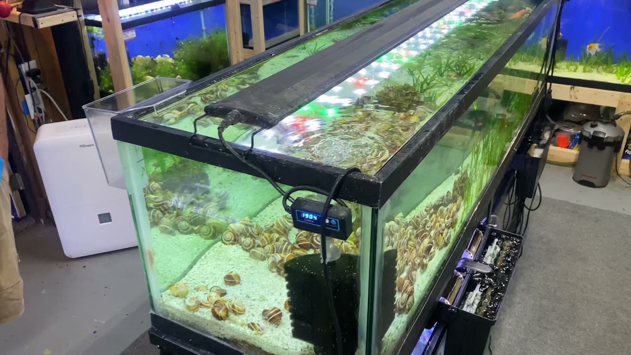Fish Room Tour with Adam Errington