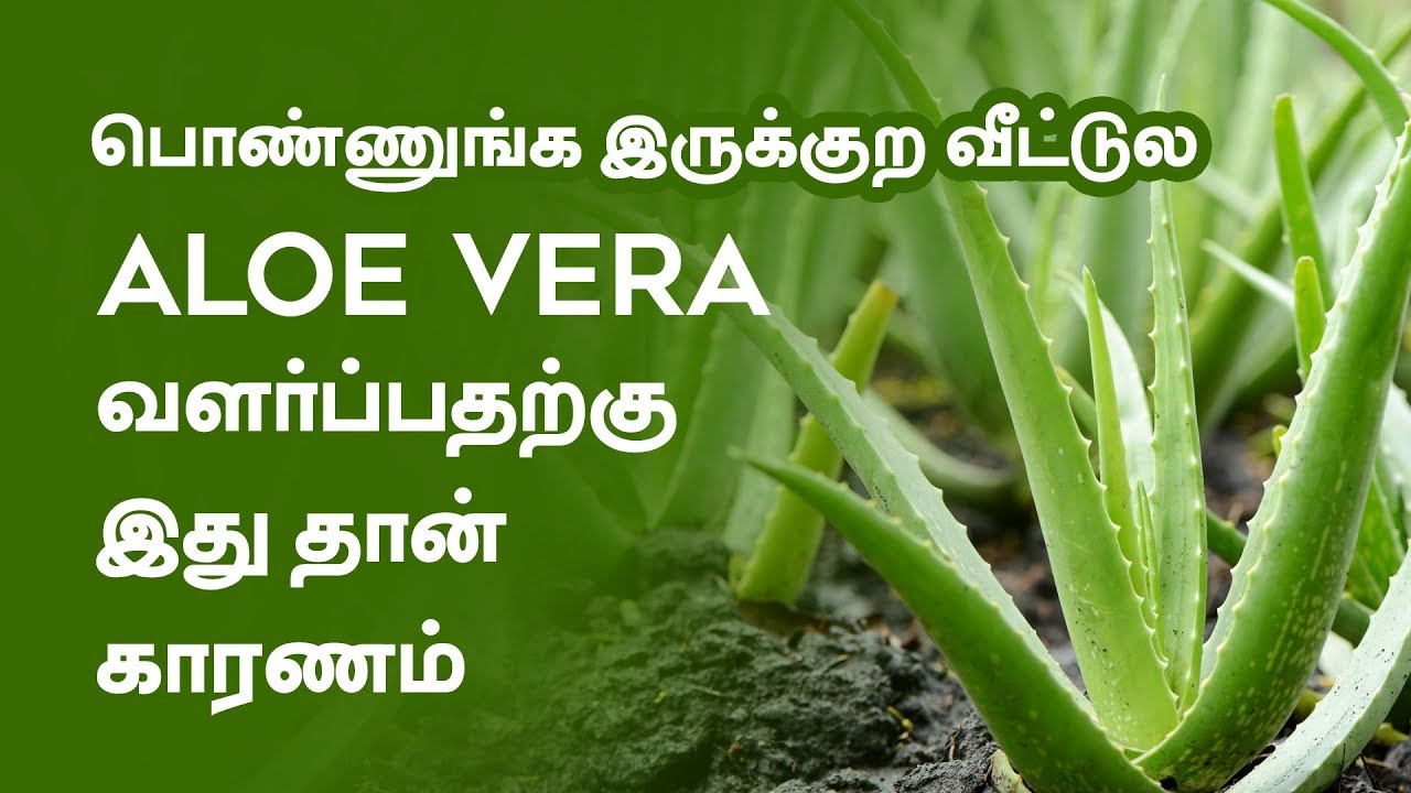 5 Amazing  Beauty Tips with Aloe Vera | Tamil Beauty Tv