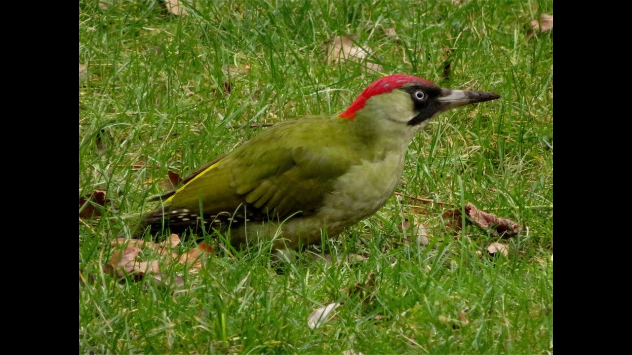 Green Woodpecker Digging Holes