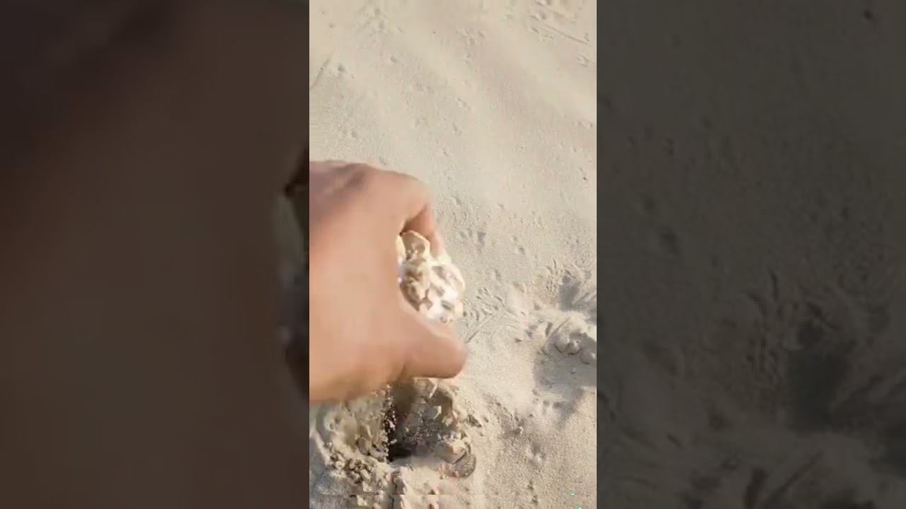 Mushroom in  cholistan Desert 🍄 #shorts