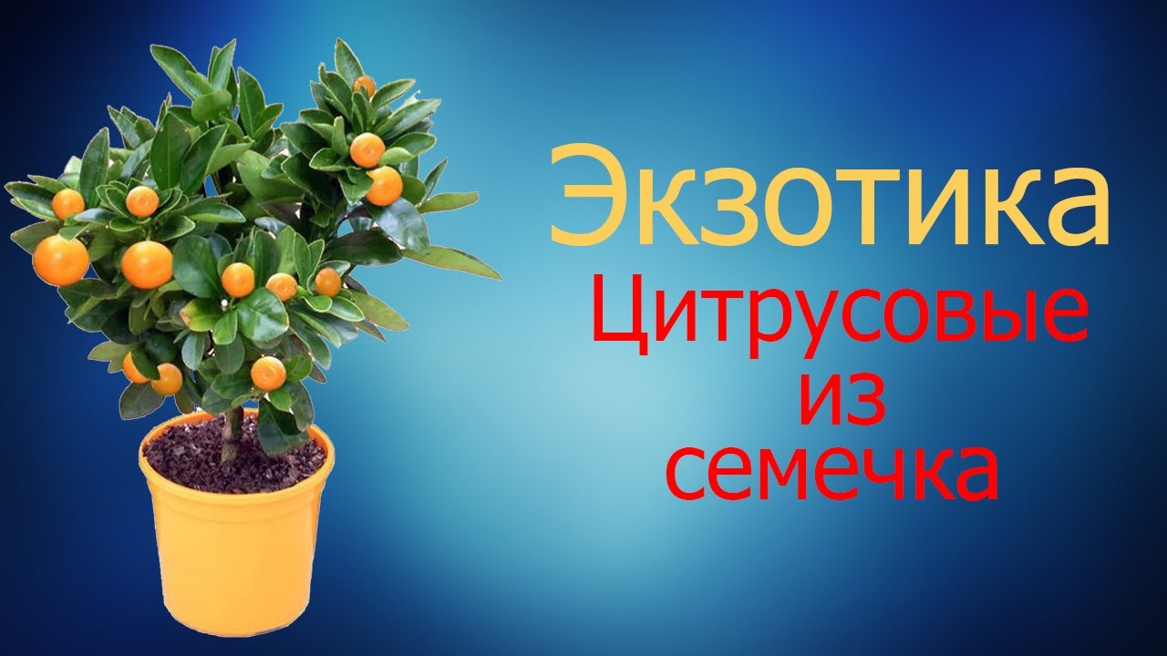 Экзотика. Цитрусовые из семечка. Как заставить цвести!!!