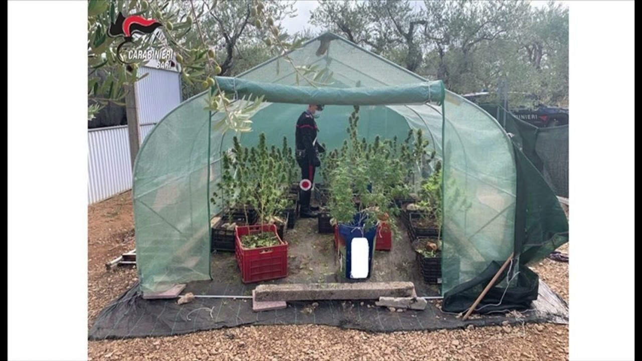 Serre con piante marijuana tra i fughi: 2 arresti nel Barese