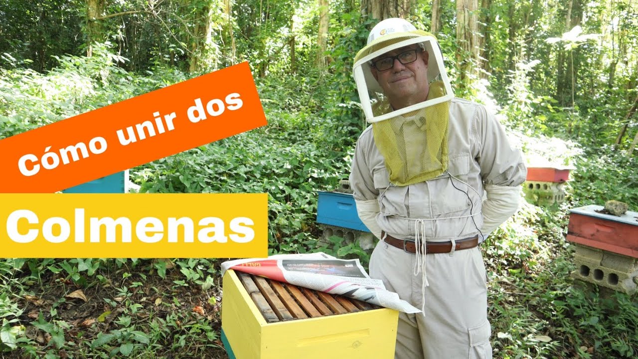 como unir dos colmenas de abejas