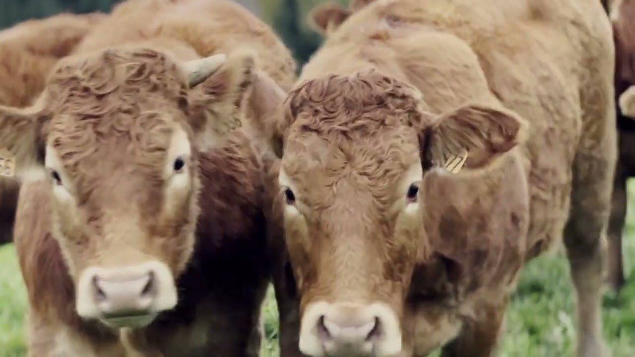 TIEA 2025 : L'élevage bovin, une richesse du Limousin