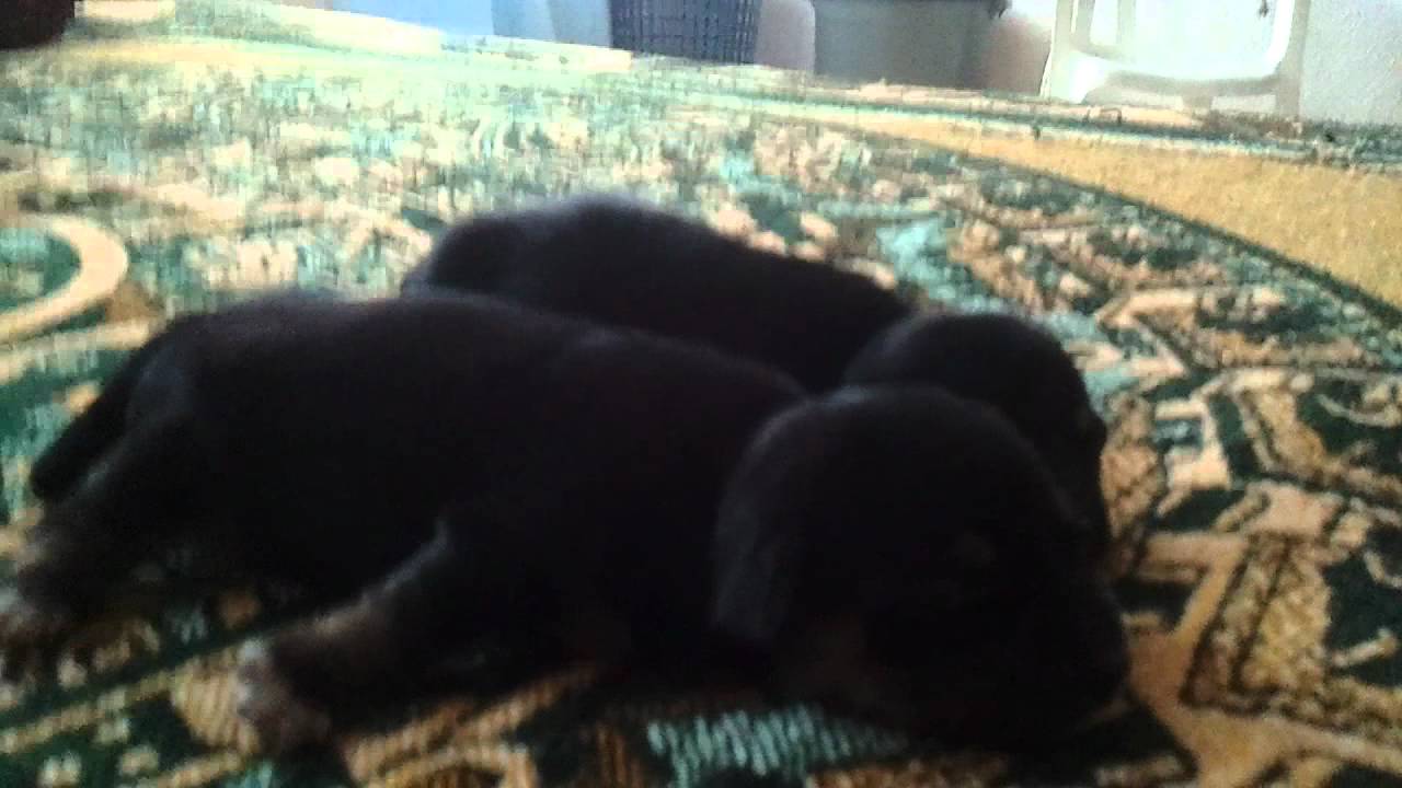 Newborn puppies crying!