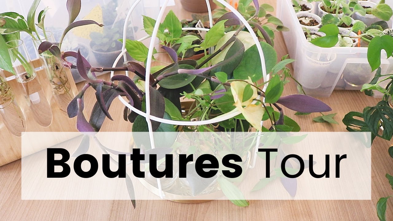 Boutures Tour - Je vous montre toutes mes boutures de plantes d'intérieur | Baby Plant Tour