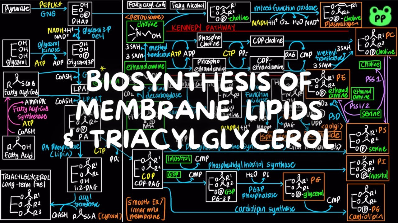 Membrane Lipids & TAG | Lipid Metabolism 05 | Biochemistry | PP Notes | Lehninger Ch.21.2 & 21.3