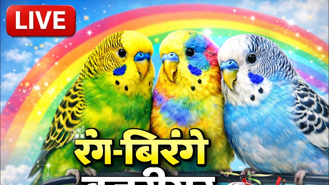 cute Bajriparrot real ❤️ funn
