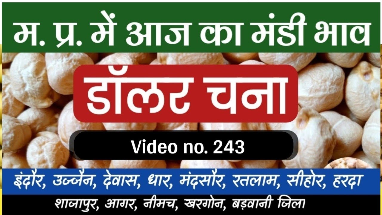 MP में डॉलर चने के भाव कैसे रहे जानें | Dollar chana bhav | dalar chana bhav | सफेद चना 27 september
