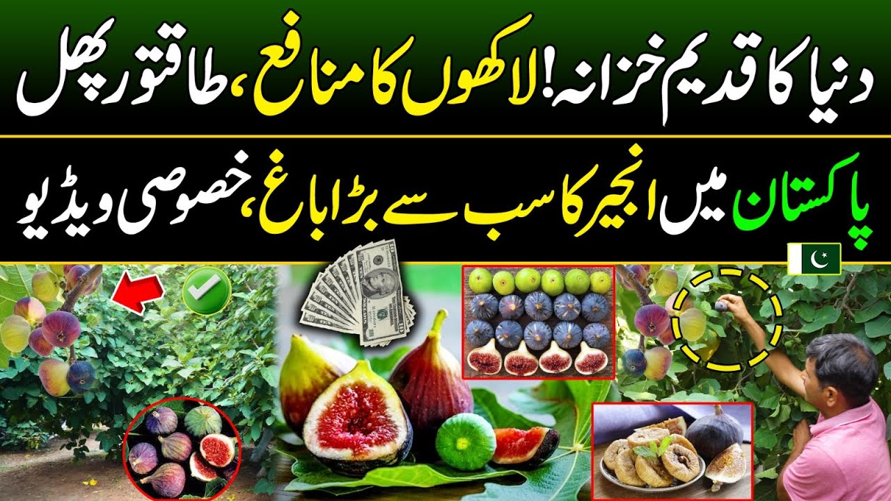 Most Profitable Crop | Anjeer Farming Business Idea | Discover Pakistan