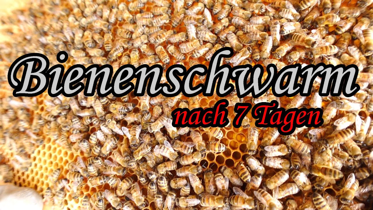 Bienenschwarm nach 7 Tagen