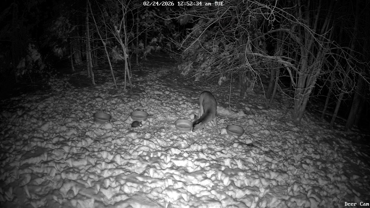 Deer 2-24-2026 12:50 AM