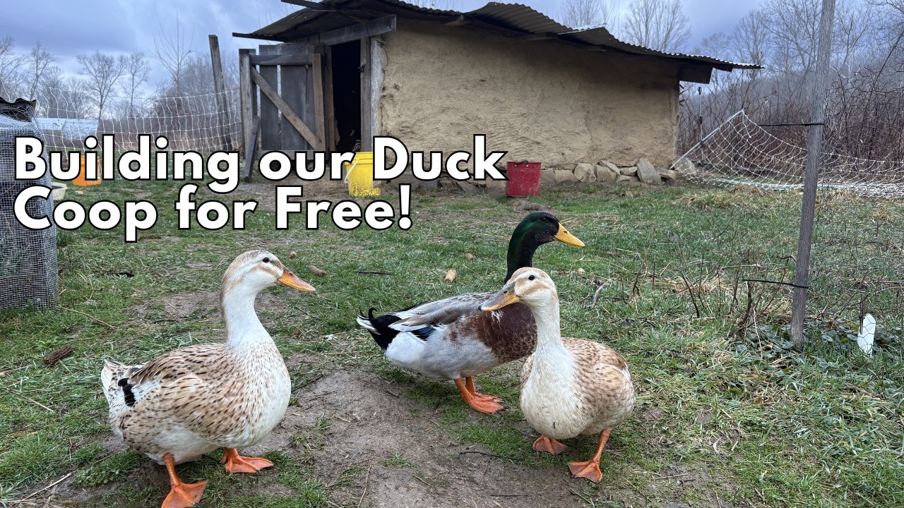 How to Build an Earthen Duck or Chicken Coop