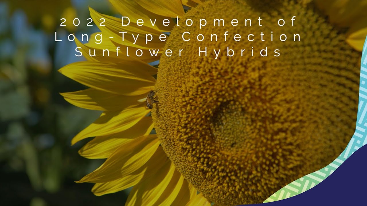 2022 Development of Long-Type Confection Sunflower Hybrids - Walk the Plots