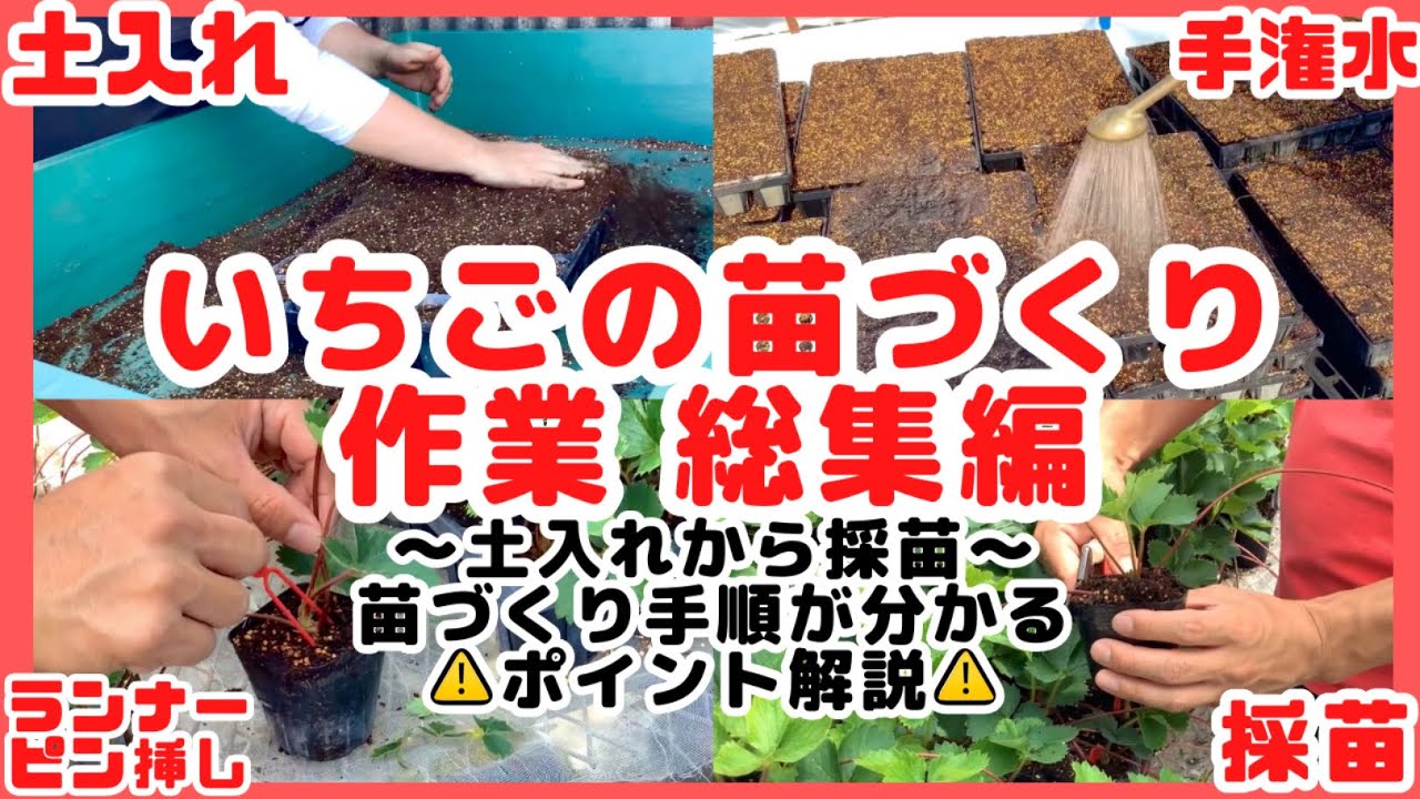 【いちご農家】いちごの苗づくりの手順【解説】