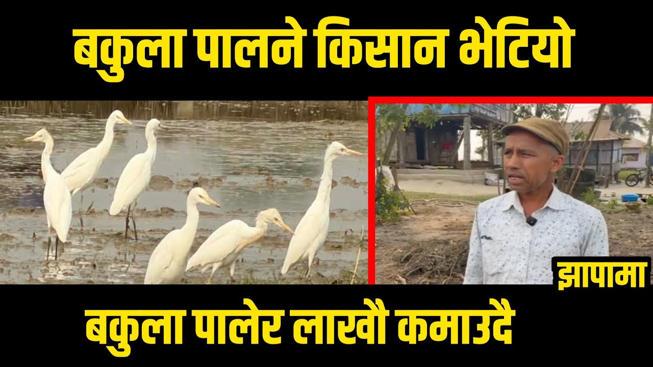 बकुला चराे पालने किसान झापामा भेटियाे/अचमकाे नया काम/बकुला पालेर लाखाै कमाउदै/4K HD Video.