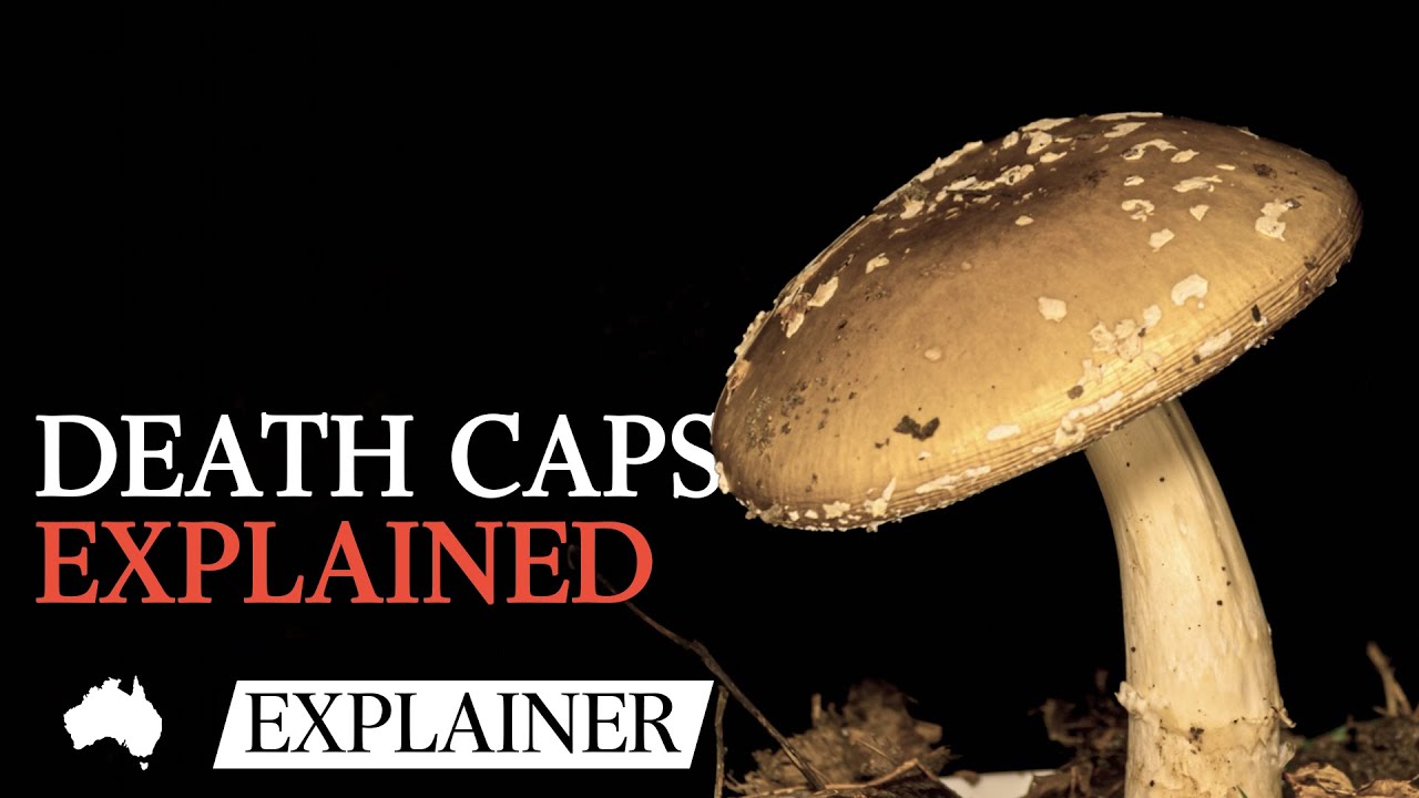 Death Cap Mushrooms: The silent killer hiding in plain sight