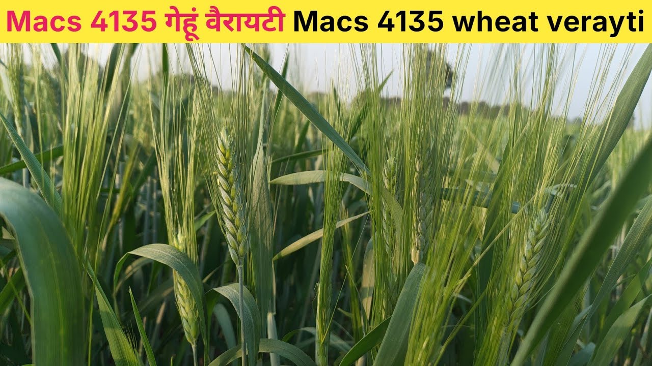 Macs 4135 wheat verayti | macs 4135 गेहूं वैरायटी | macs 4135 | macs 4135 गेहूं वैरायटी में सिंचाई 