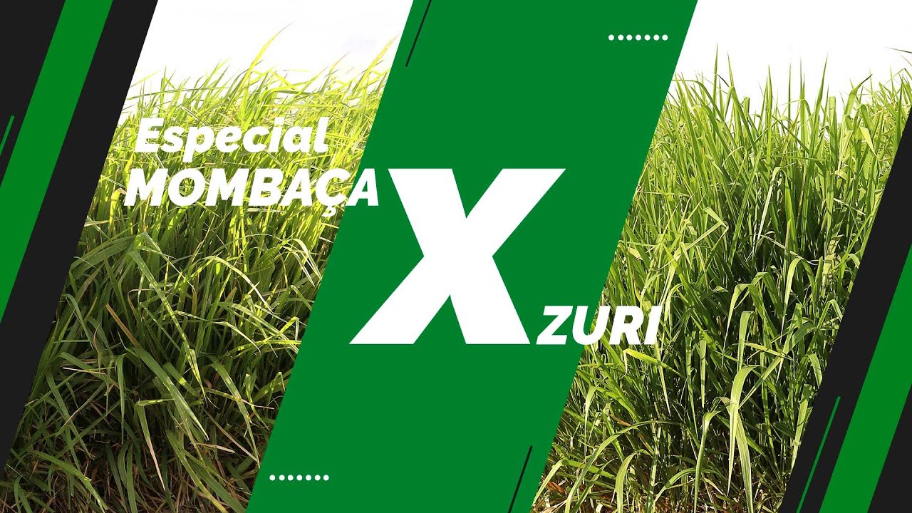 Minuto Soesp | S&eacute;rie Comparativo | BRS Zuri x Momba&ccedil;a