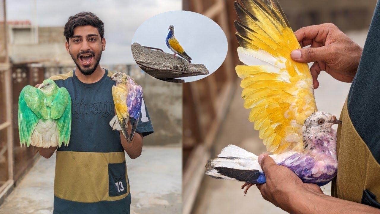Road se pakda Hua kabootar Nikal Gaya 😱 aur 1 kabootar pakda 😍 how to check pigeon 