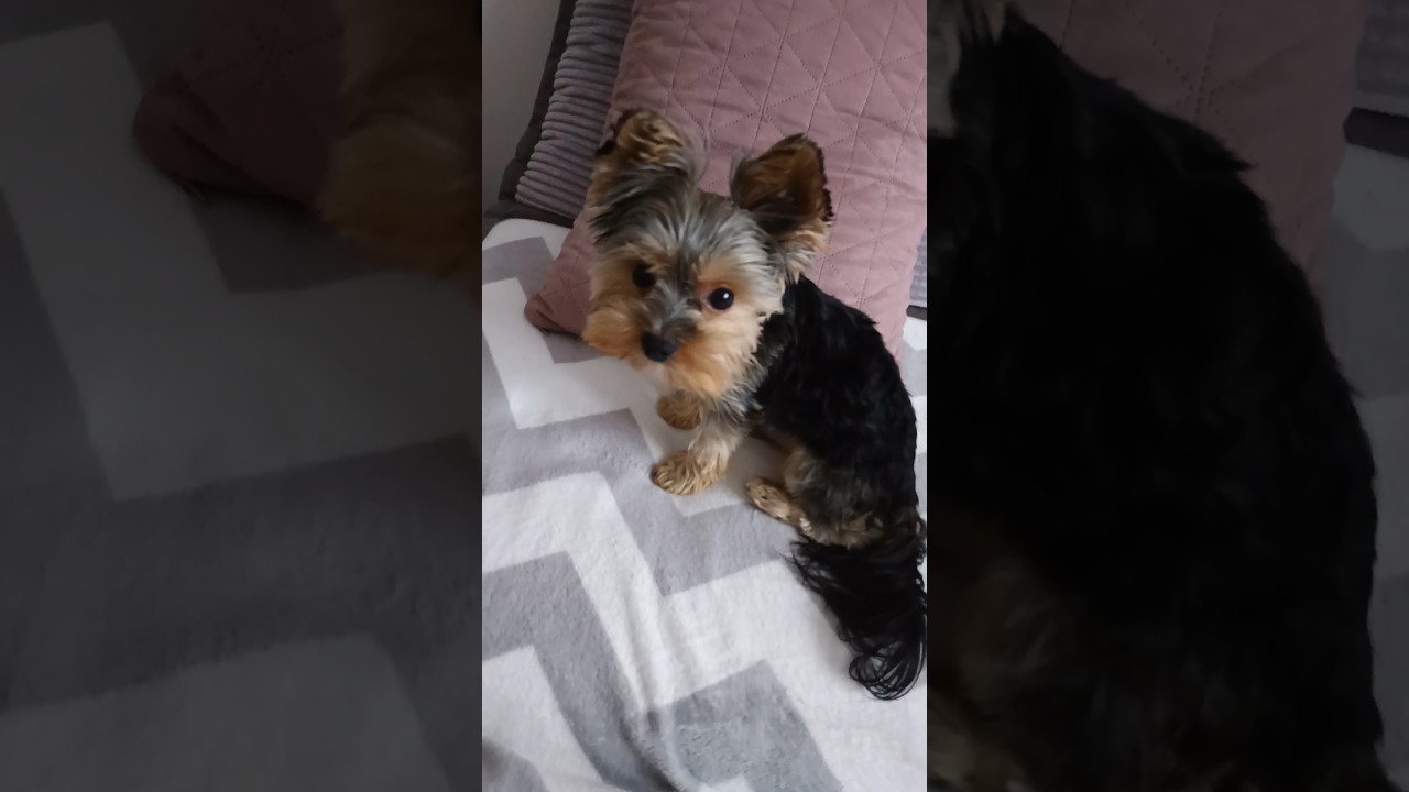 @blondzi9390 Лео исполнился один год 🥳🥳🥳🐕