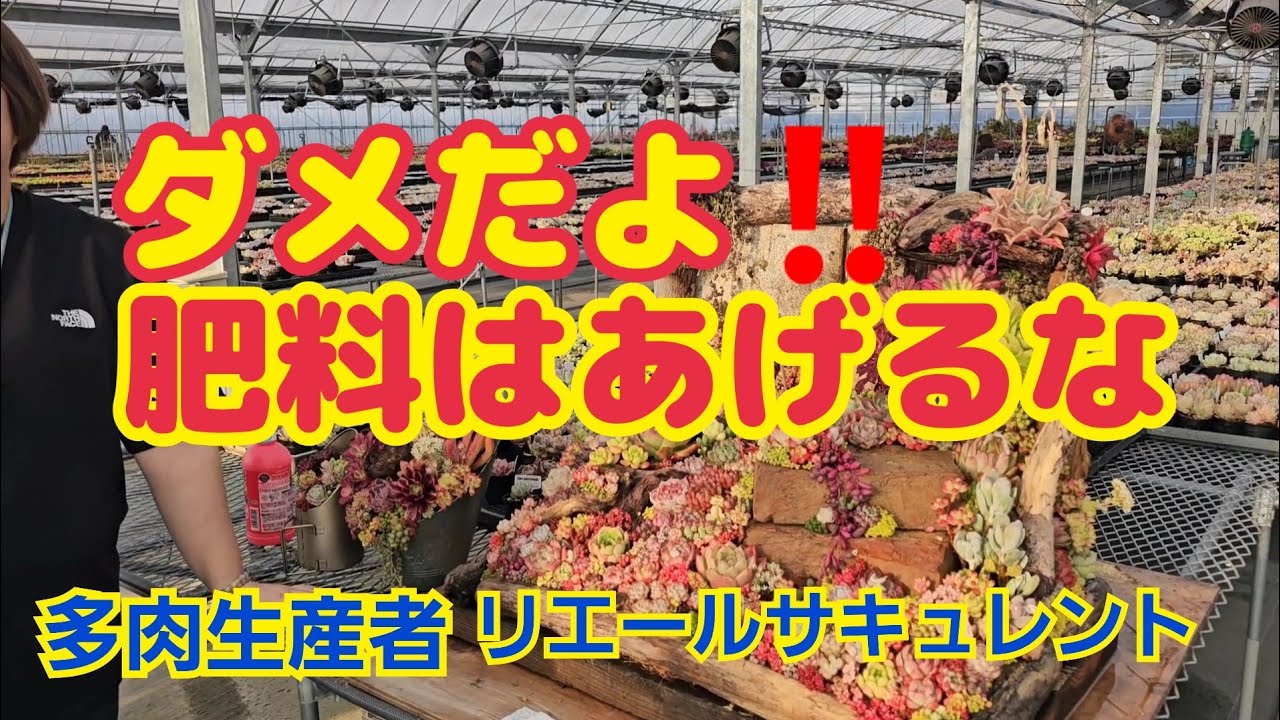 【多肉植物】【寄せ植え】ダメだよ‼️肥料はあげるな‼️2026年3月17日