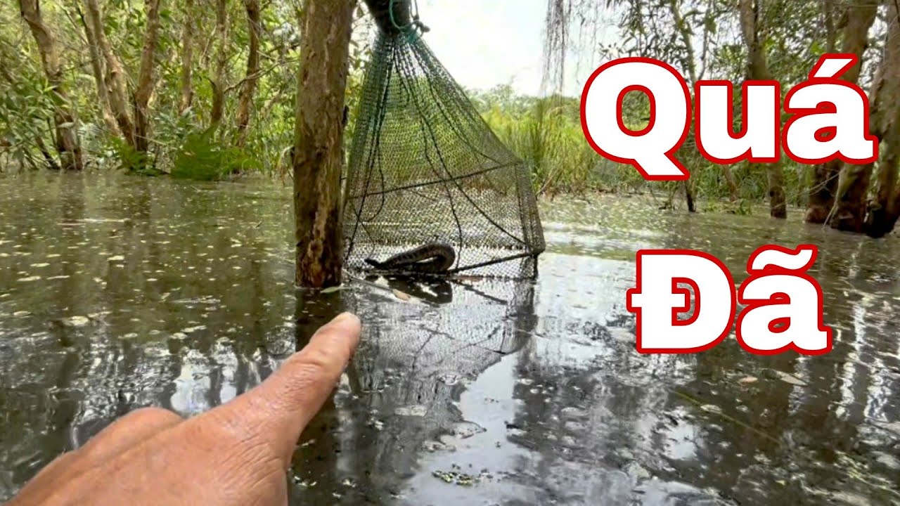 Thăm lú trúng mánh lớn – đem ra chợ bán, người ta trả tiền liền tay!