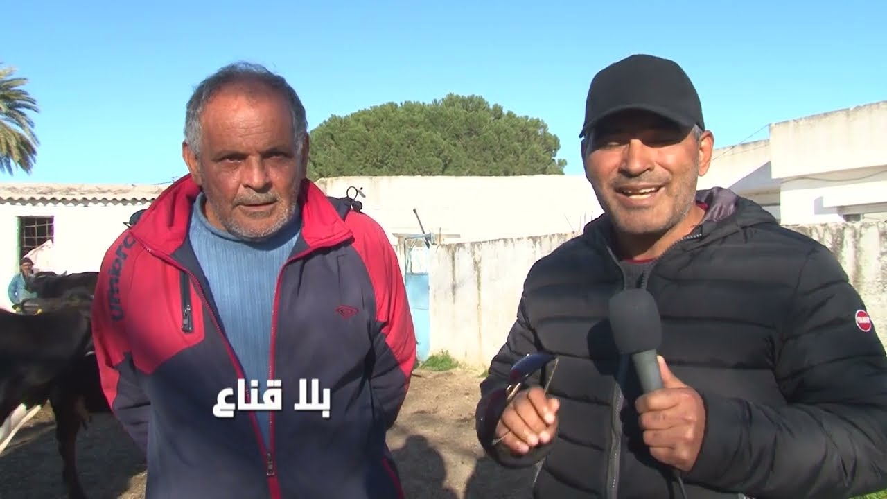 صيحة فزع لراعي بقر فقد قطيعه بسبب اللوبيات ..كل مغارة فيها ذيب..عشرة سنين غورة ولي يتكلم يهزوه للحبس