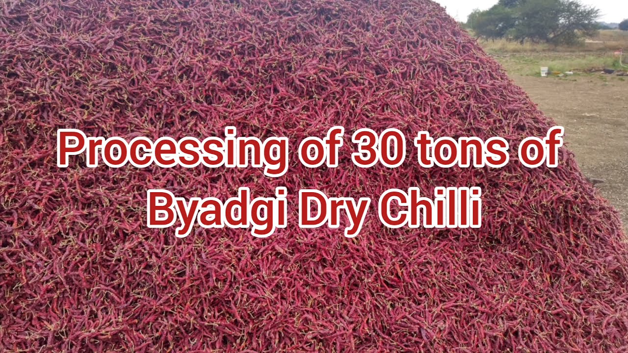 processing of Byadgi Chilli in Slow motion