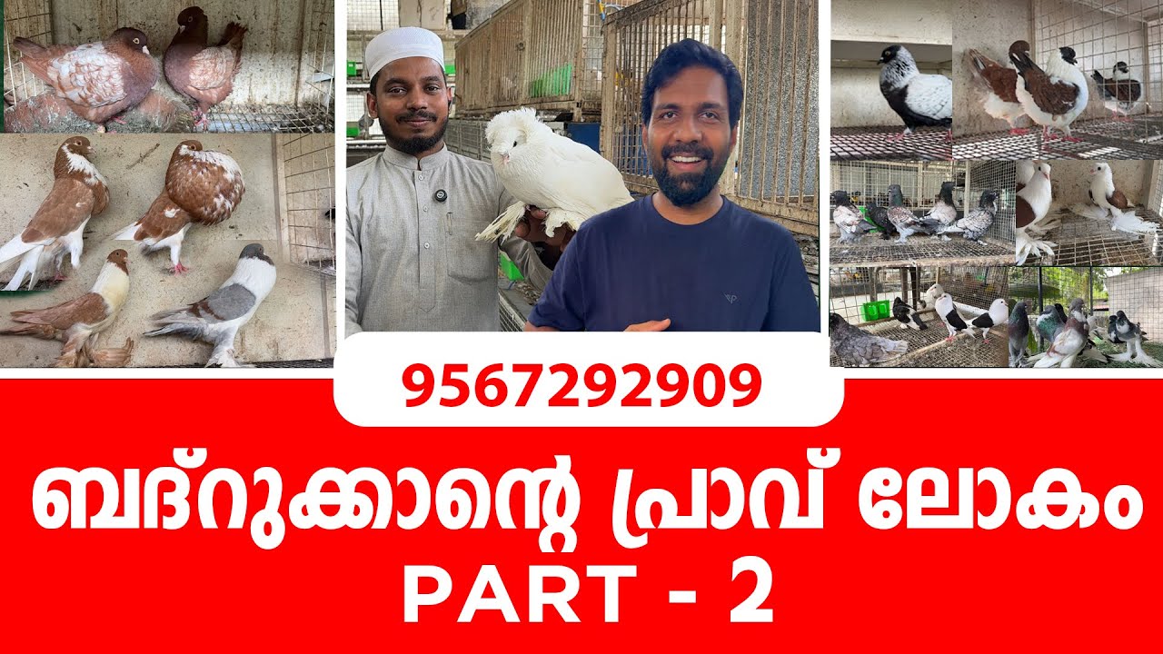 ഇങ്ങനെ പ്രാവ് വളർത്തിയാൽ വരുമാനം ഉറപ്പ്