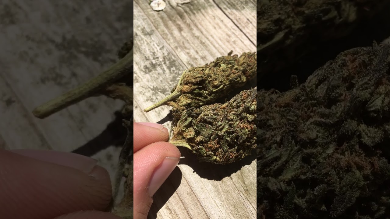 Obama OG