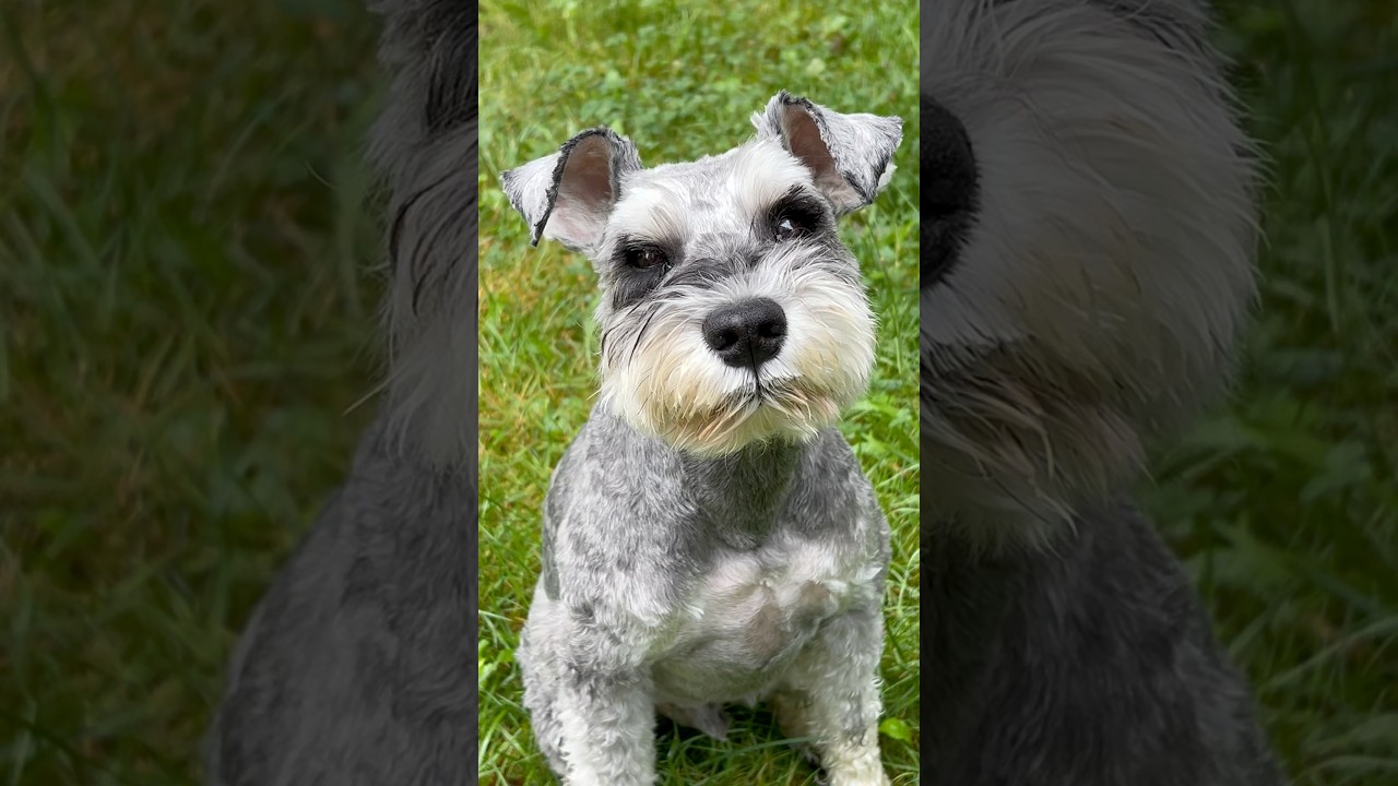 This dog messes with my emotions! 🥹🥹😐😐 #funny #cute #dog #schnauzer #minischnauzer