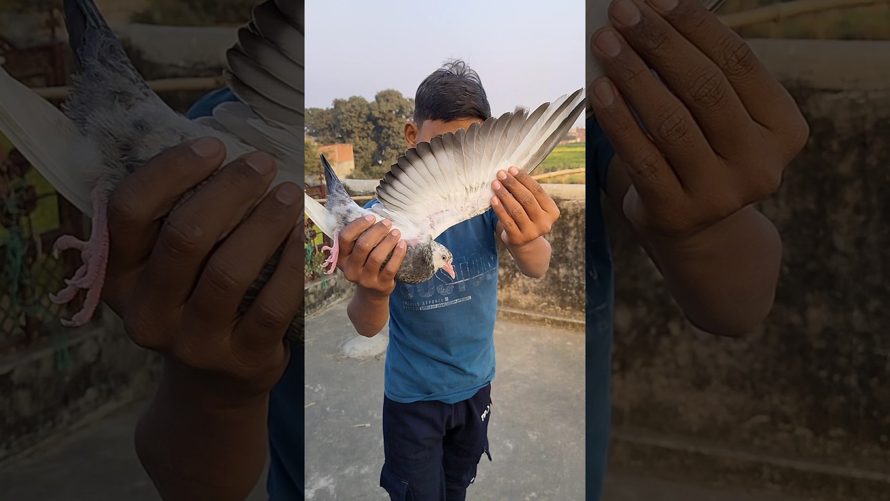 New trending song 🥰#kabutar #kabootar #pigeon #pets #petlover #shorts #birds #birdslover