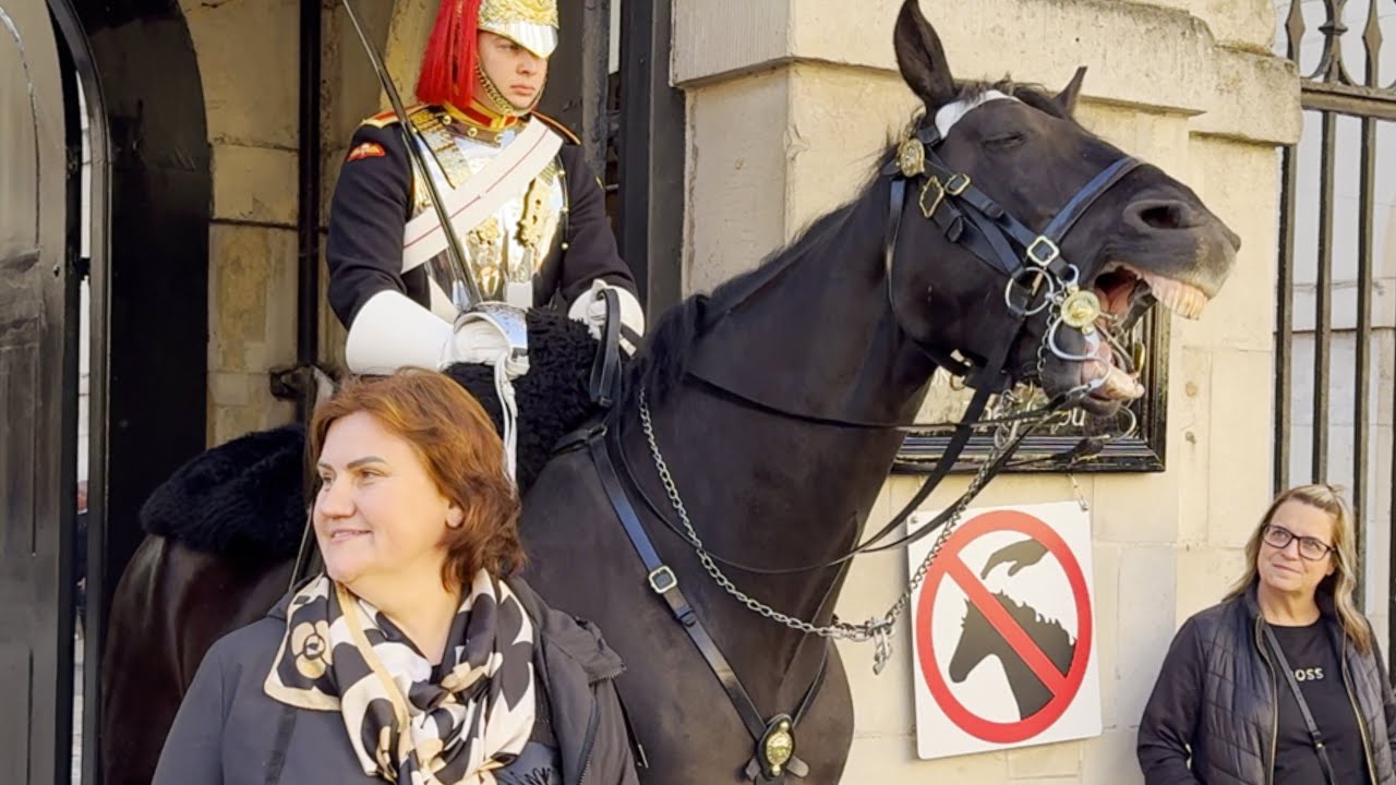 King’s Horse Reaction when Rude Tourists Flaunts the New Rules at Horse Guards