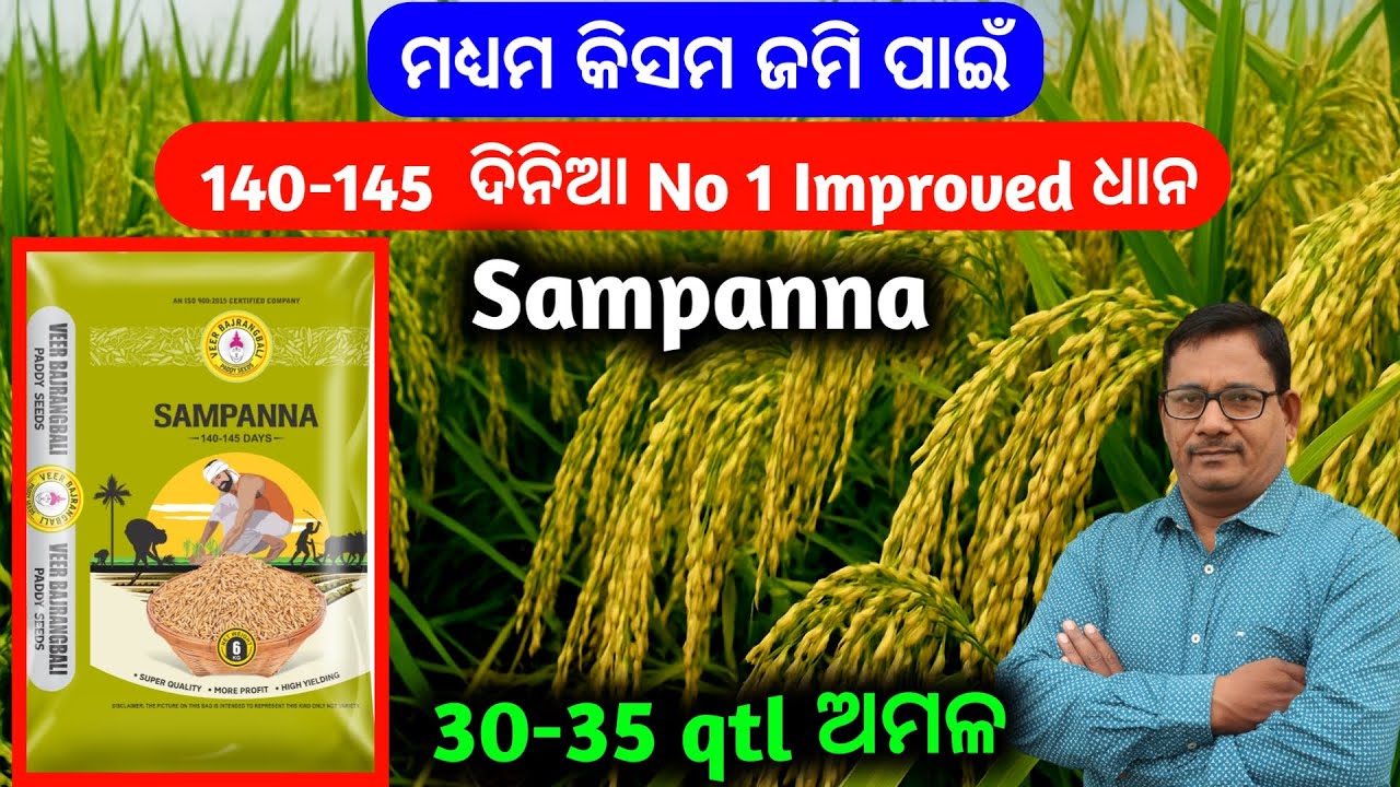 ମଧ୍ୟମ କିସମ ଜମି ପାଇଁ 140-145 ଦିନିଆ No 1 Improved ଧାନ SAMPANNA 30-35 Qtl ଅମଳ