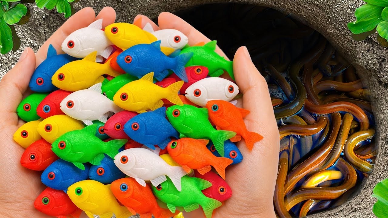 Catch beautiful aquarium fish in small pond baby turtles, pencil fish, rat fish, nemo fish spider21