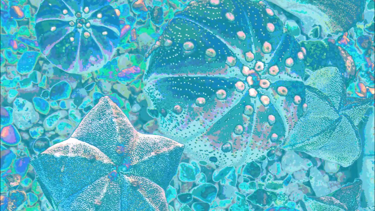 &copy;️Music video Cactus succulent fractals. Chameleon kaleidoscope- Irina Khodus -Live Acoustic Session