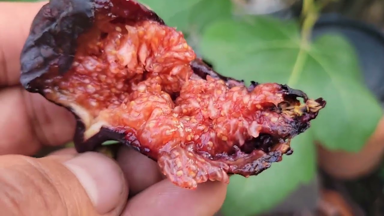  My last brevas of the season, August 2, 2025