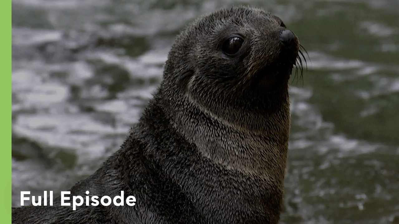 Fur Seals: Battle for Survival