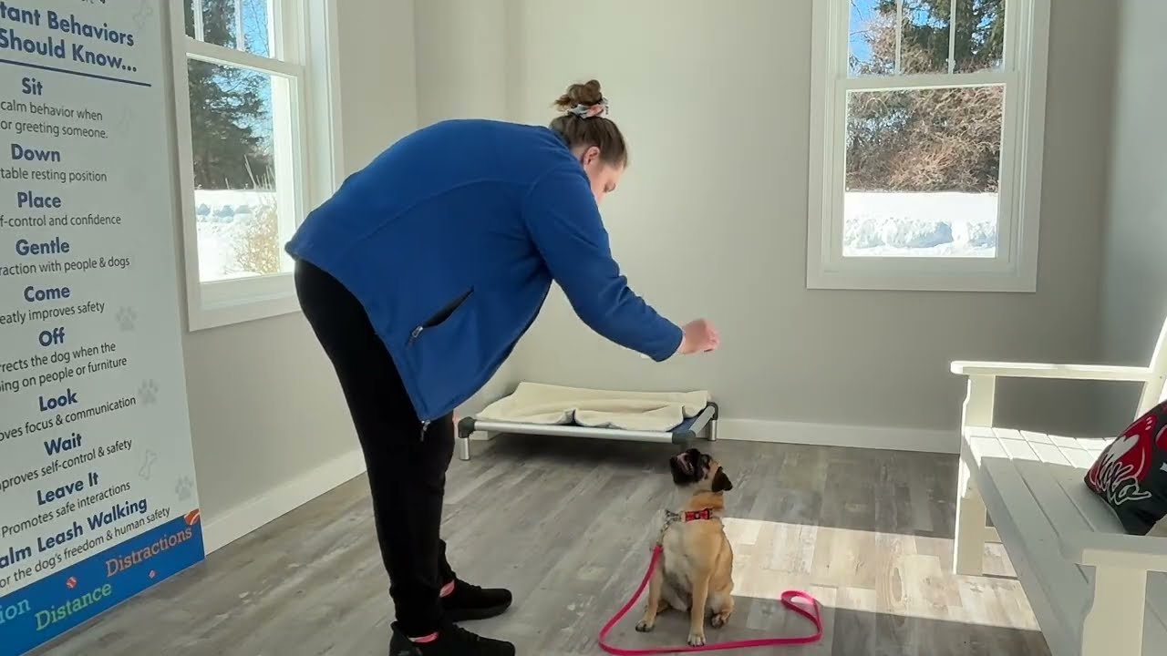 Lolly- Working on sit, down, place, look, come, and off