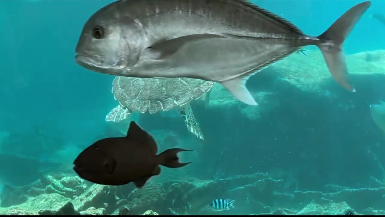 L'Aquarium des Lagons