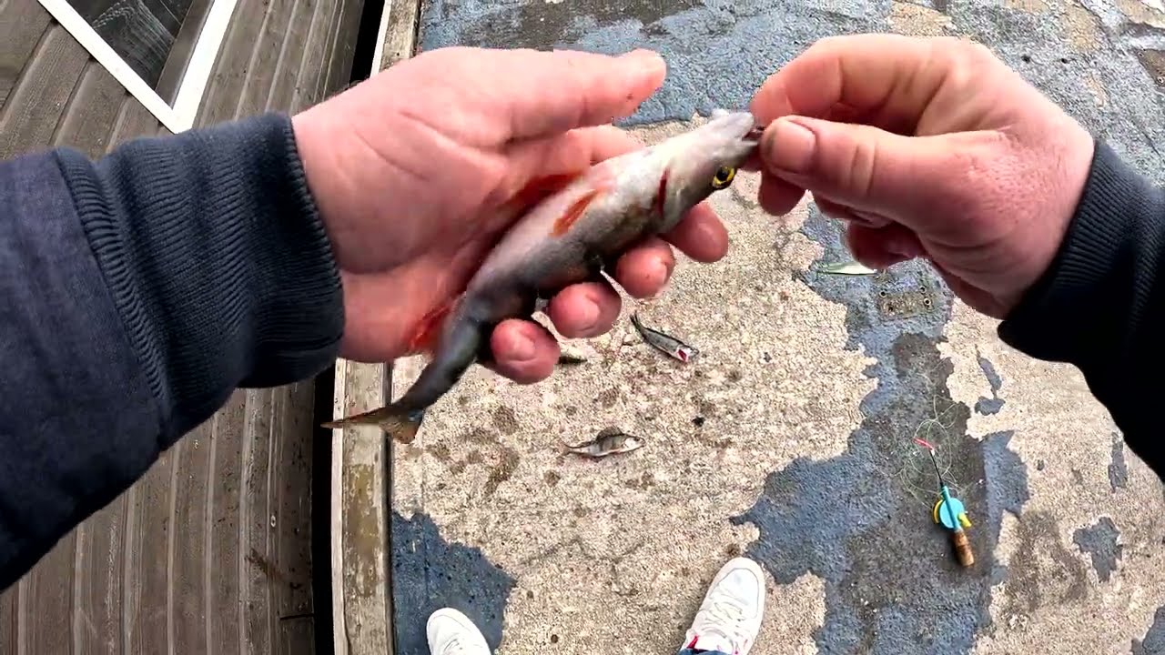 The fish are biting one after another #recommendations 