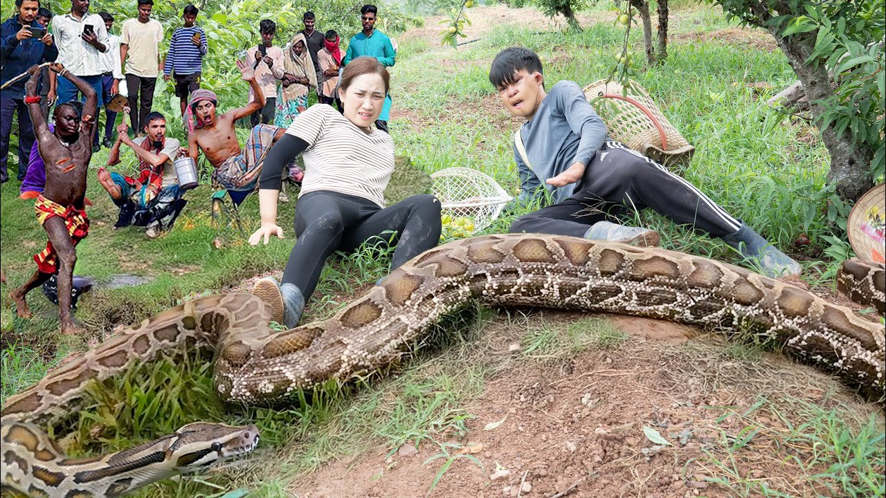 Harvesting 100+ python eggs in the forest for sale | Horrified when giant python appears