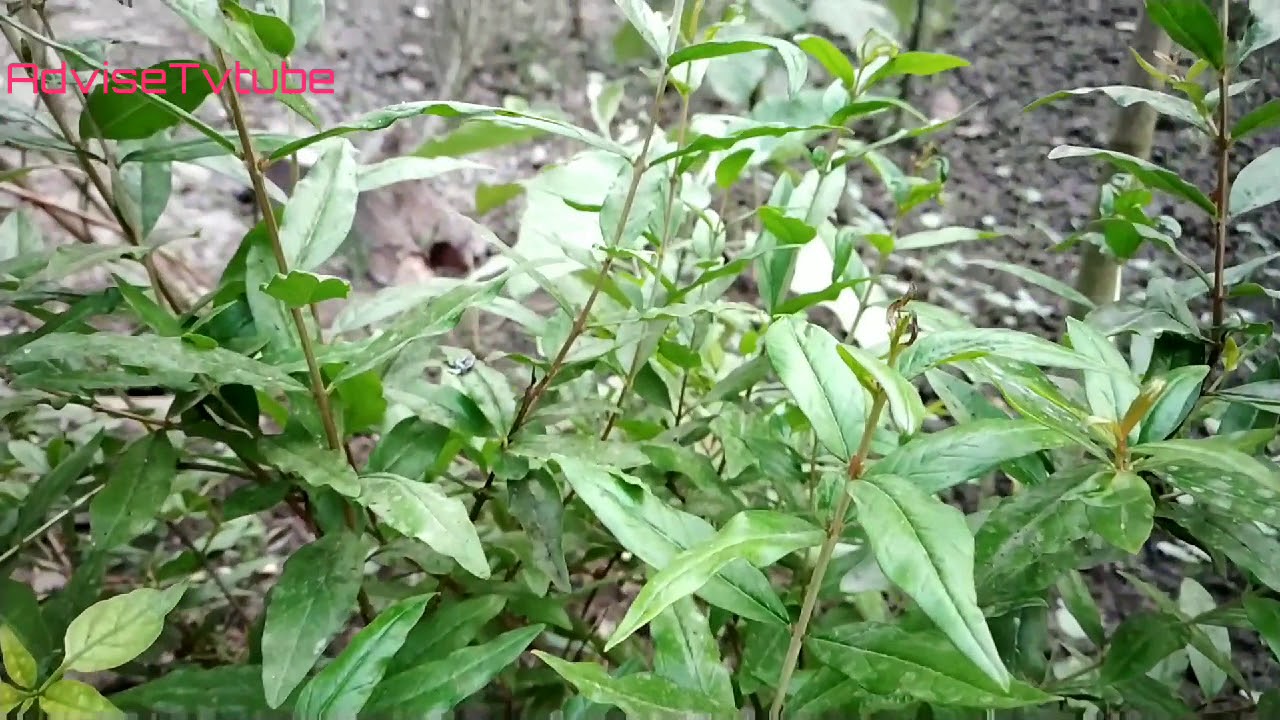 अनार के पौधे की देखभाल कैसे करें | अनार में ज्यादा फूल और फल कैसे पाएं | Anar ka ped
