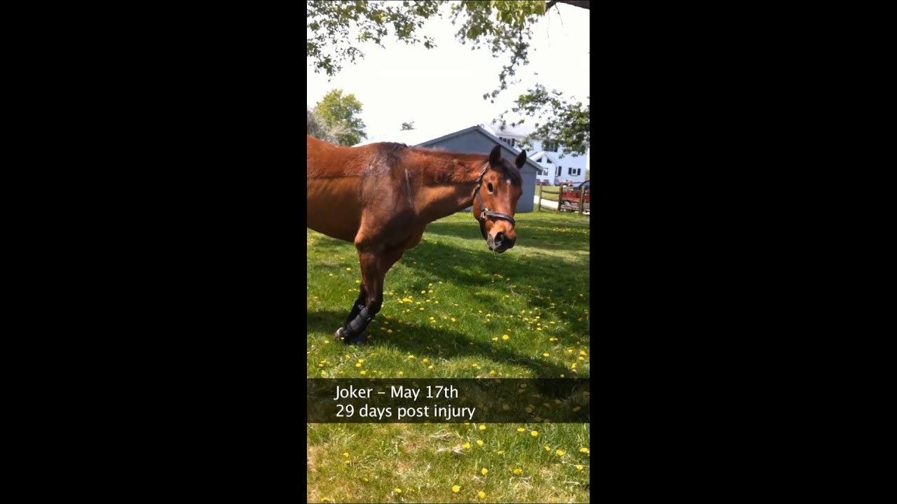 Horse with shoulder injury / nerve damage - 5 years later retired & happy!!