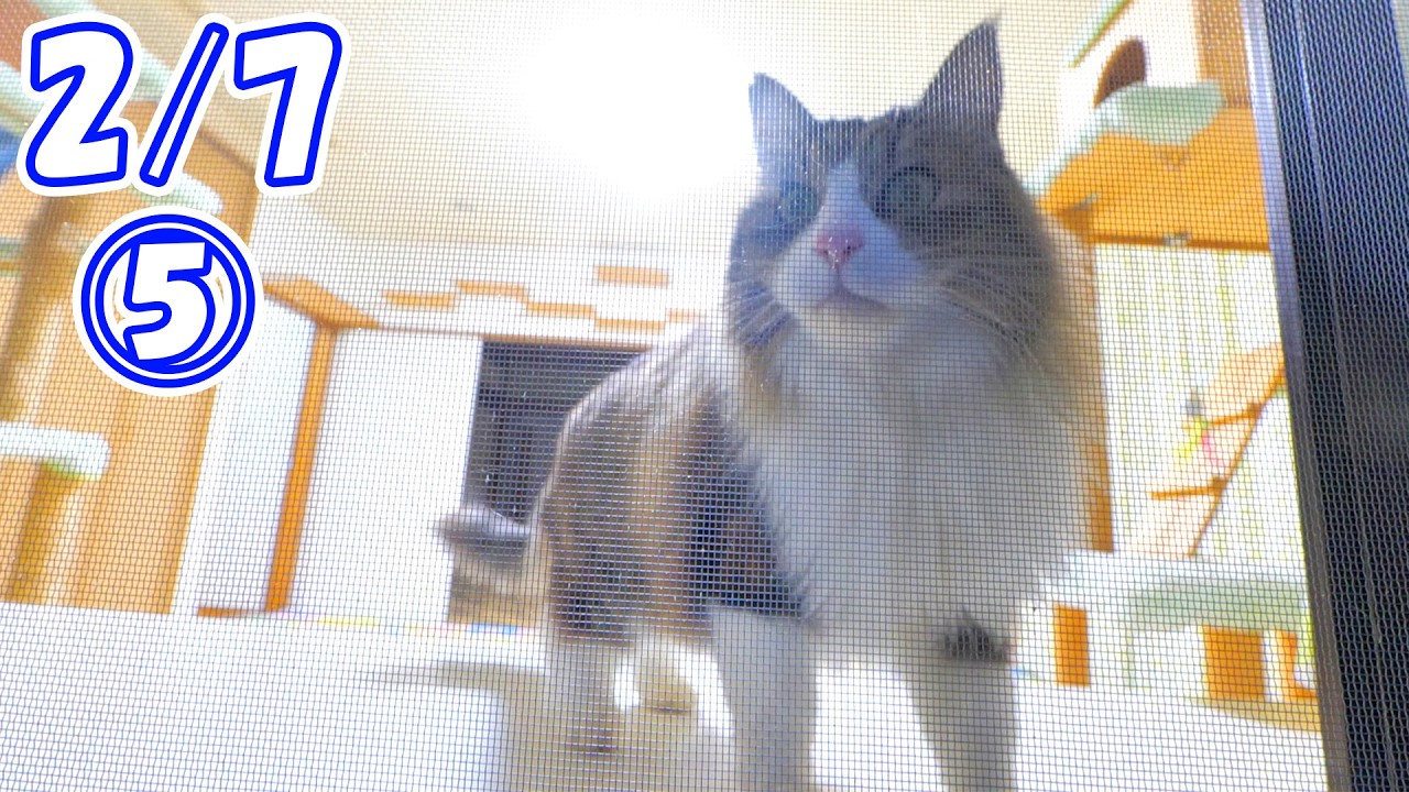 【2/7 その5】終わった‥　だけどこんなに喜びを爆発させたボス吉は始めて見たかも‥🐈💨💨💨